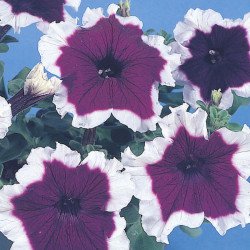 Петуния Хулахуп F1 синий (blue) /50 семян/ *Sakata*