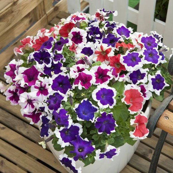 Семена петунии Хулахуп F1 смесь (mix) /50 семян/ *Sakata*