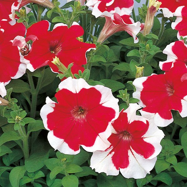 Насіння петунії Хулахуп F1 червоний (red) /50 насінин/ *Sakata*