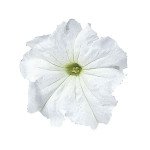 Петунія Фалкон F1 білий (white) /50 насінин/ *Sakata*