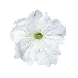 Петуния Фалкон F1 белый (white) /50 семян/ *Sakata*