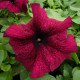 Петуния Фалкон F1 бургунди (burgundi) /50 семян/ *Sakata*