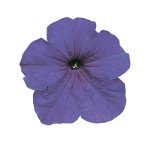 Петунія Фалкон F1 синій (blue) /50 насінин/ *Sakata*