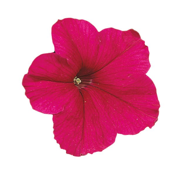 Насіння петунії Фалкон F1 темно-рожевий (deep rose) /50 насінин/ *Sakata*