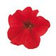 Петуния Фалкон F1 красный (red) /50 семян/ *Sakata*