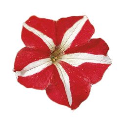 Петуния Фалкон F1 красный c белым (red&white) /50 семян/ *Sakata*