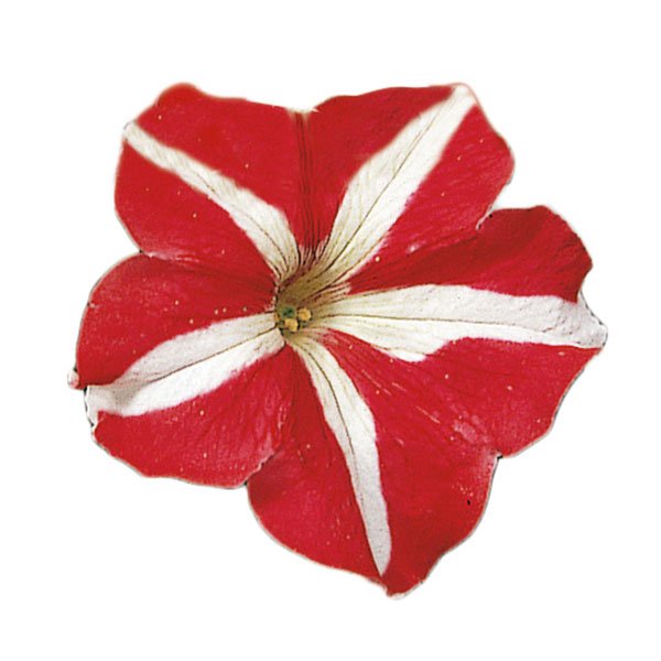 Семена петунии Фалкон F1 красный c белым (red&white) /50 семян/ *Sakata*