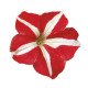 Петуния Фалкон F1 красный c белым (red&white) /50 семян/ *Sakata*