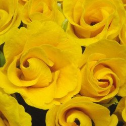 Примула Прімлет F1 золотиста (golden shade) /10 насінин/ *Pan American*