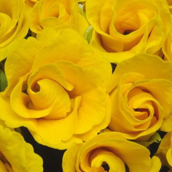 Насіння примули Прімлет F1 золотиста (golden shade) /10 насінин/ *Pan American*