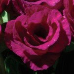 Примула Примлет F1 пурпурная (purple) /10 семян/ *Pan American*