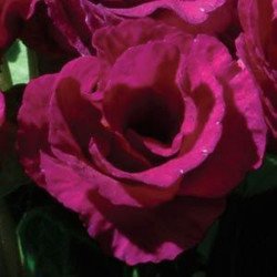 Примула Прімлет F1 пурпурна (purple) /10 насінин/ *Pan American*