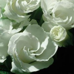 Примула Прімлет F1 біла (white) /10 насінин/ *Pan American*