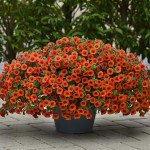 Калибрахоа Каблум F1 оранжевый (orange) /5 мультидраже/ *Pan American*