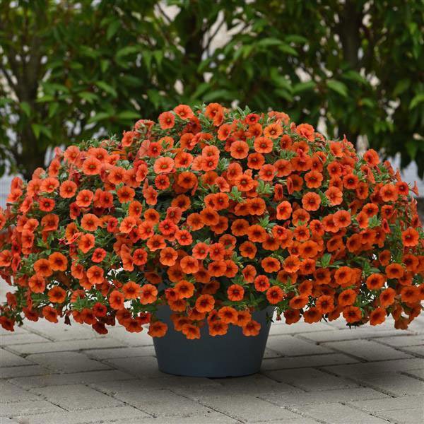 Семена калибрахоа Каблум F1 оранжевый (orange) /5 мультидраже/ *Pan American*