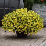 Калібрахоа Каблум F1 жовтий (yellow) /5 мультидраже/ *Pan American*