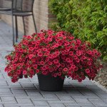 Калибрахоа Каблум F1 черри (cherry) /5 мультидраже/ *Pan American*