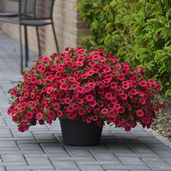 Семена калибрахоа Каблум F1 черри (cherry) /5 мультидраже/ *Pan American*