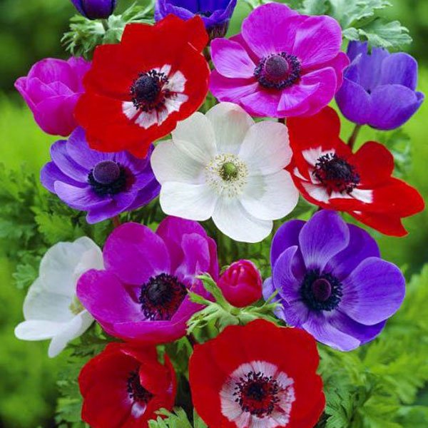 Семена анемоны Гармония F1 смесь (mix) /10 семян/ *Sakata*