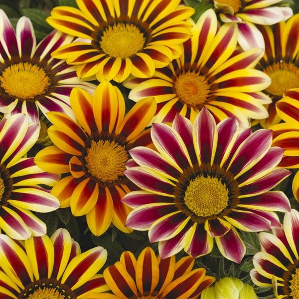 Семена газании Кисс F1 флейм микс (mix flame) /20 семян/ *Syngenta*