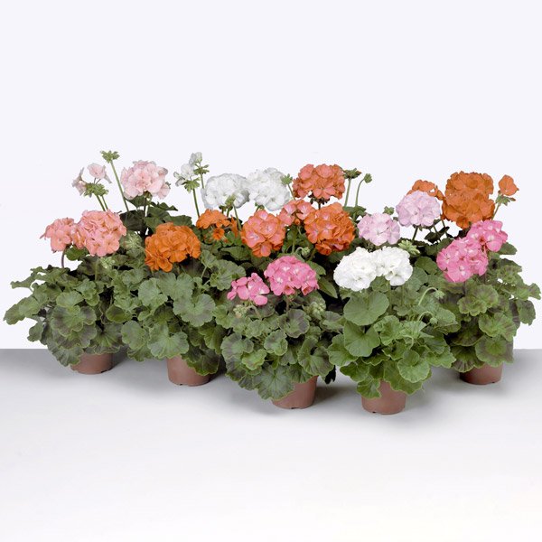 Насіння пеларгонії Пінто F1 суміш (mix) /10 насінин/ *Syngenta*