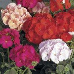 Пеларгония БуллзАй F1 смесь (mix) /10 семян/ *Syngenta*