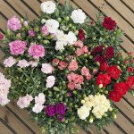 Гвоздика Ліліпот F1 суміш (mix) /5 насінин/ *Sakata*