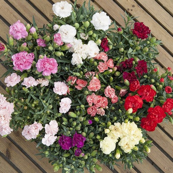 Насіння гвоздики Ліліпот F1 суміш (mix) /5 насінин/ *Sakata*