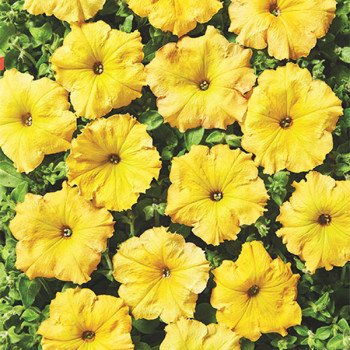 Петуния Лавина F1 желтый каприз /50 семян/ *Cerny*