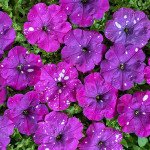 Петунія Дот Стар F1 темно-фіолетова (dark violet) /50 насінин/ *Cerny*