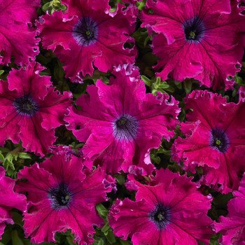 Петунія Афродіта F1 пурпурна (purple) /50 гранул/ *Cerny*