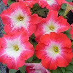 Петуния Ламбада F1 пламенное утро (scarlet morn) /50 семян/ *Hem Genetics*