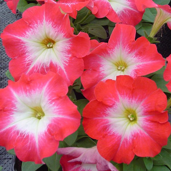 Семена петунии Ламбада F1 пламенное утро (scarlet morn) /50 семян/ *Hem Genetics*