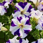 Петуния Танго F1 синяя звезда (blue star) /50 семян/ *Hem Genetics*