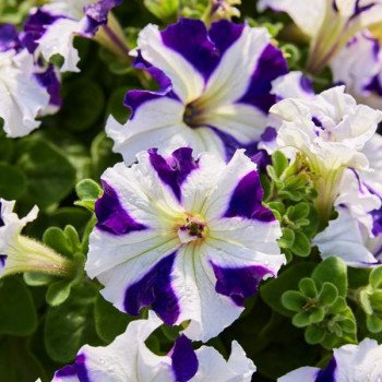 Петунія Танго F1 синя зірка (blue star) /50 насінин/ *Hem Genetics*