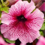 Петунія Лімбо F1 орхід з прожилками (orchid veined) /50 насінин/ *Hem Genetics*