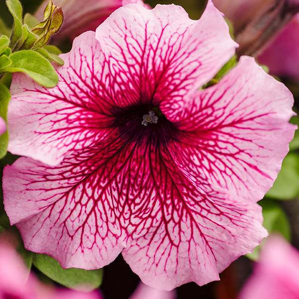 Насіння петунії Лімбо F1 орхід з прожилками (orchid veined) /50 насінин/ *Hem Genetics*