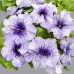 Петуния Лимбо F1 синяя с прожилками (blue veined) /50 семян/ *Hem Genetics*