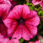 Петунія Лімбо F1 сливова (plum) /50 насінин/ *Hem Genetics*