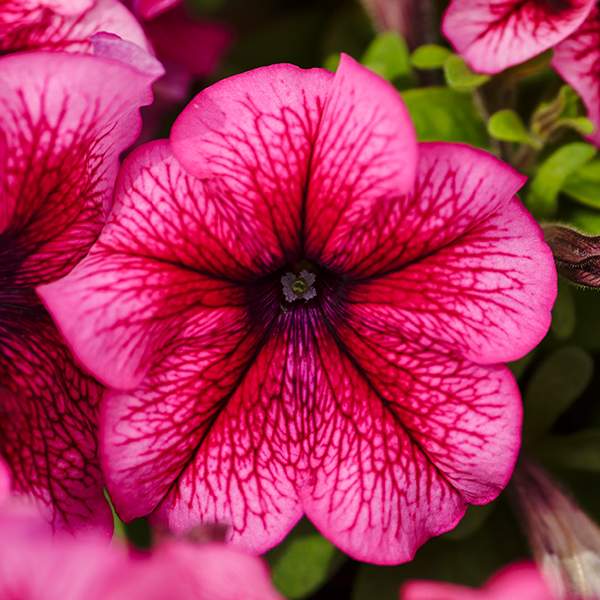 Насіння петунії Лімбо F1 сливова (plum) /50 насінин/ *Hem Genetics*