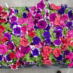 Петуния Лимбо F1 смесь пикоте (mix picotee) /50 семян/ *Hem Genetics*
