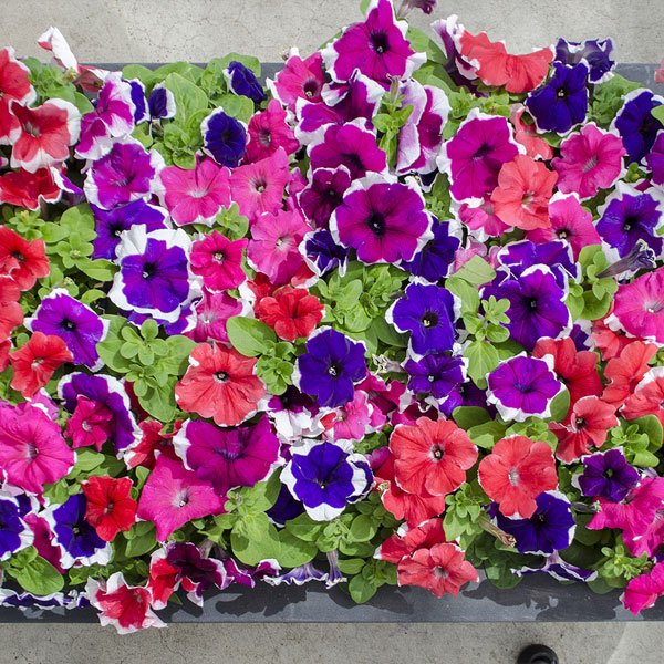 Семена петунии Лимбо F1 смесь пикоте (mix picotee) /50 семян/ *Hem Genetics*