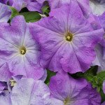 Петуния Лимбо F1 небесно-синяя (sky blue) /50 семян (драже)/ *Hem Genetics*