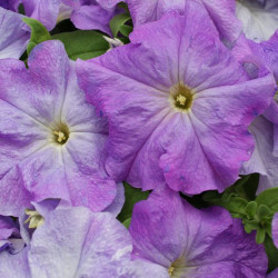 Петуния Лимбо F1 небесно-синяя (sky blue) /50 семян (драже)/ *Hem Genetics*