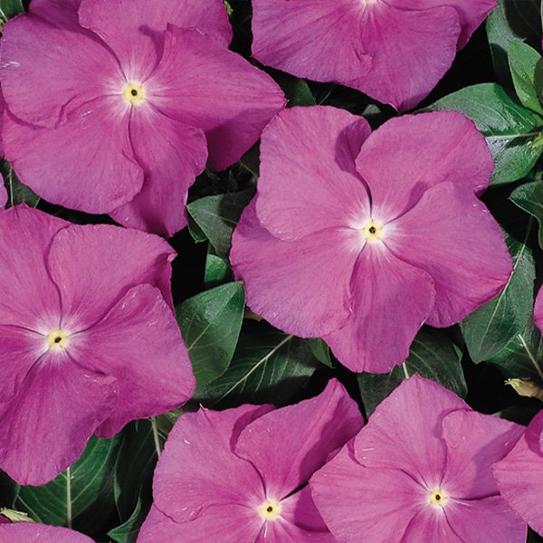 Семена катарантуса Хетвейв орхидея /50 шт/ *Hem Genetics*