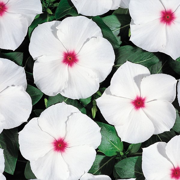 Семена катарантуса Хетвейв пеперминт /50 шт/ *Hem Genetics*