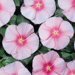 Катарантус Хетвейв рожевий /50 шт/ *Hem Genetics*