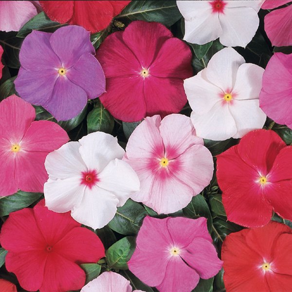 Насіння катарантуса Хетвейв суміш /50 шт/ *Hem Genetics*