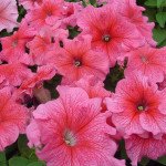 Петуния Танго F1 розовая с прожилками (rose veined) /50 семян (драже)/ *Hem Genetics*