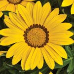 Газания блестящая Промеза желтая /20 семян/ *Hem Zaden*